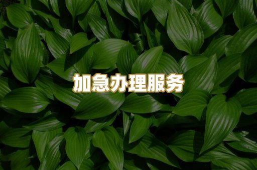 加急办理服务